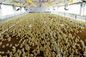 ایمنی مجدد قابل استفاده مجدد و نرم افزار سیستم های ریختن مرغ فولاد تامین کننده